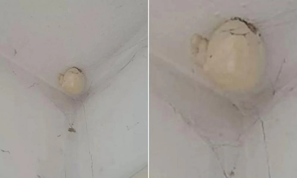 Aπίστευτο: Βρήκε αυγά "δεινοσαύρου" κολλημένα στο ταβάνι της